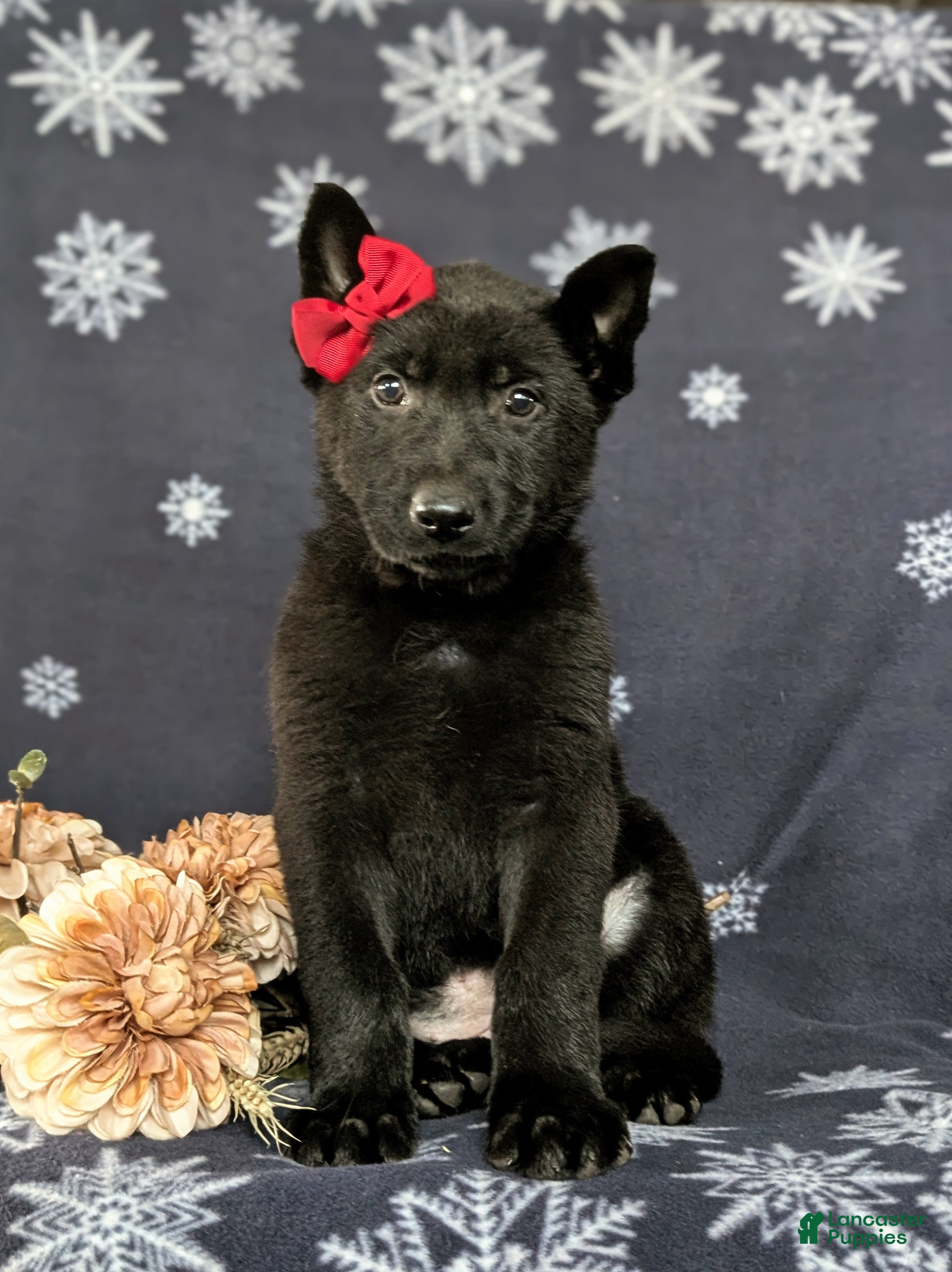 German Shepherd dogs Demi - Ad 2