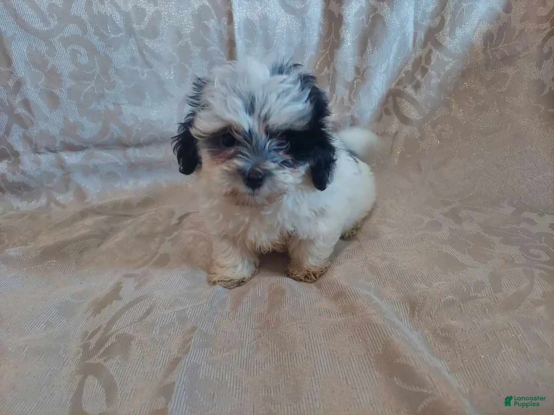 Maltipoo dogs for sale: Maltipoo 1 - Ad 2