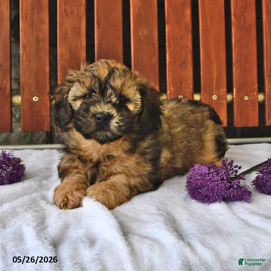 Shihpoo dogs Cassie    - Ad 2