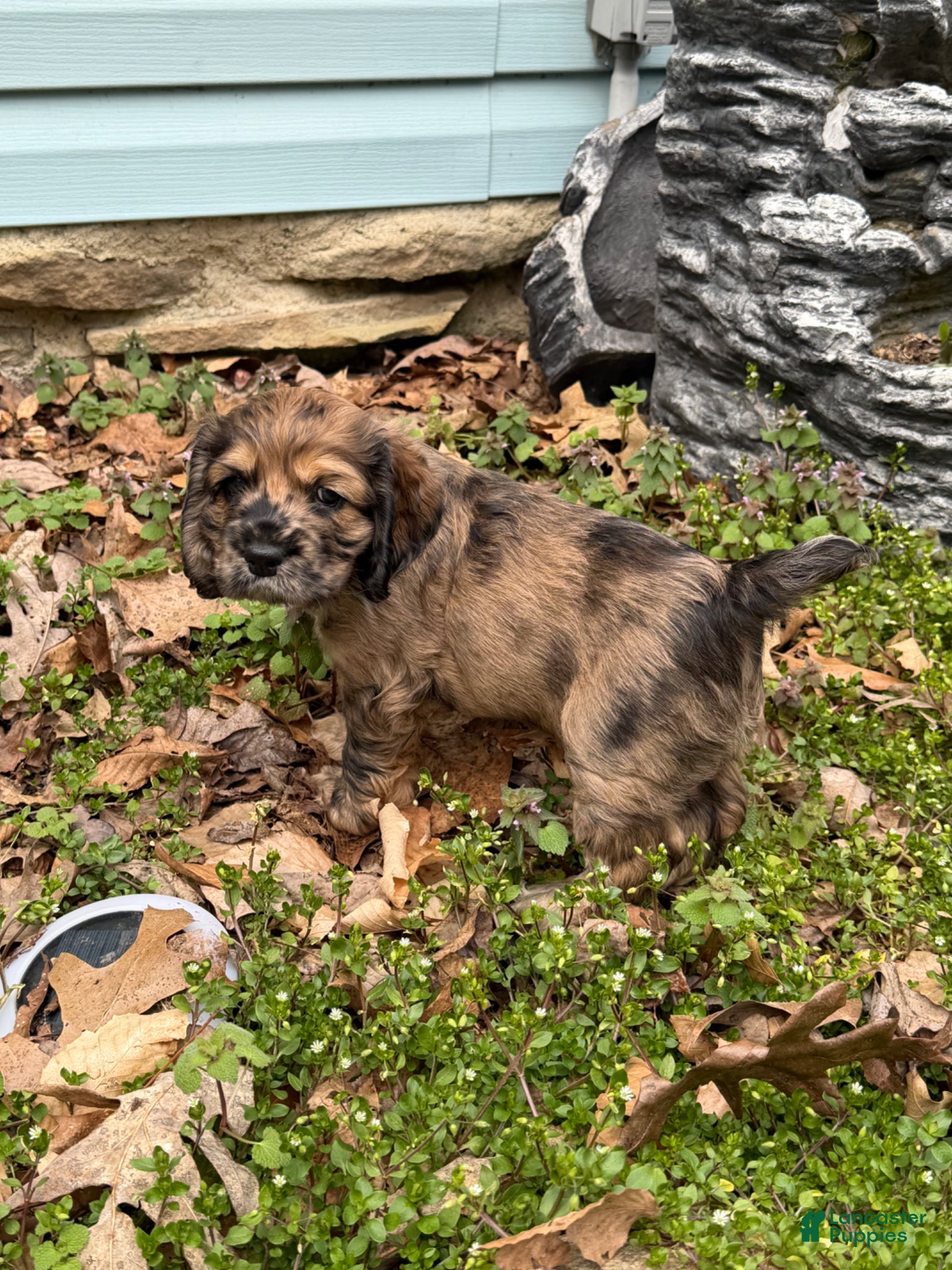 Cocker Spaniel dogs Houdini - Ad 1