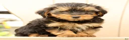 Morkie dogs for sale: DJ - Ad 7