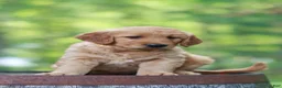 Golden Retriever dogs for sale: Beauty - Ad 6