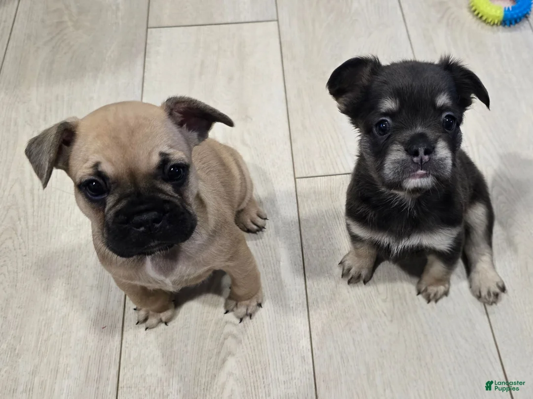 French Bulldog dogs for sale: Dolly - Ad 5