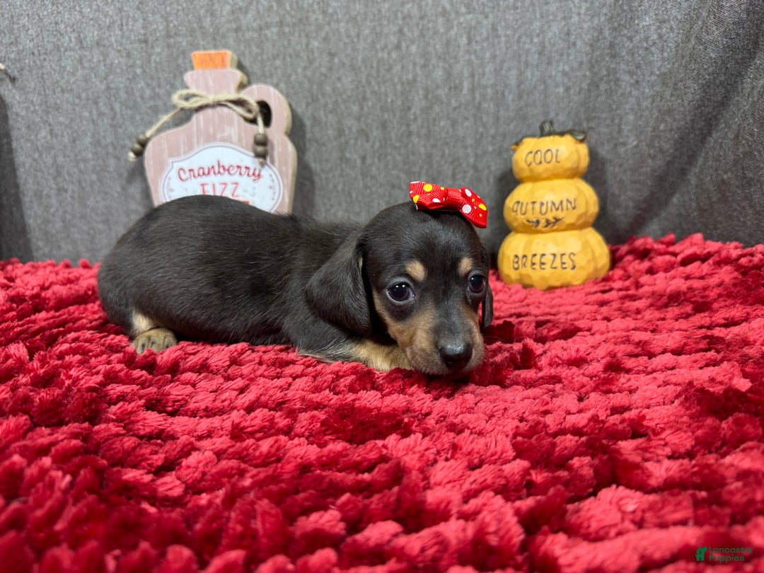 Miniature Dachshund dogs for sale: Miniature Dachshund Puppy 1 - Ad 9