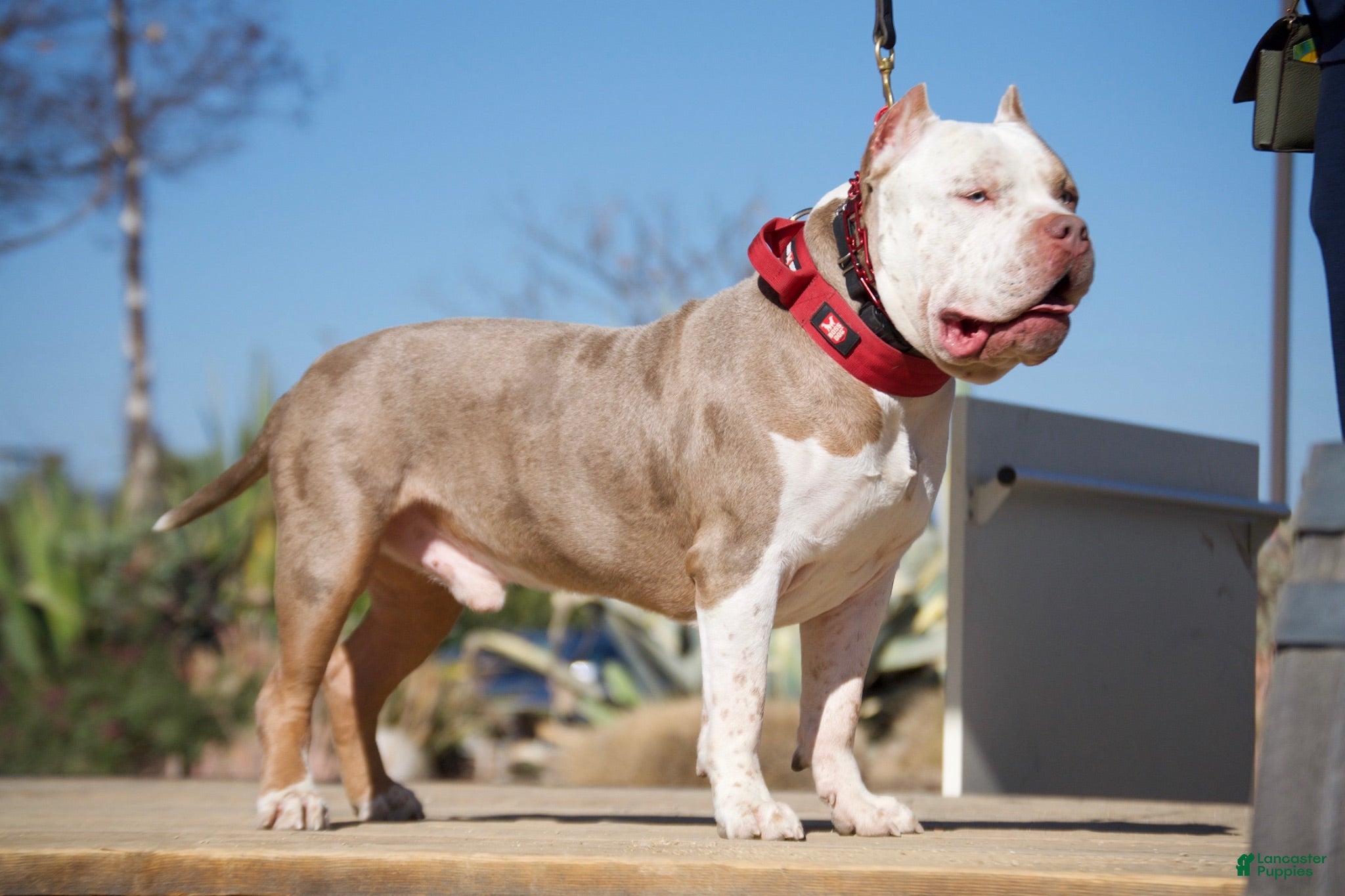 American Bully dogs Saint - Ad 2