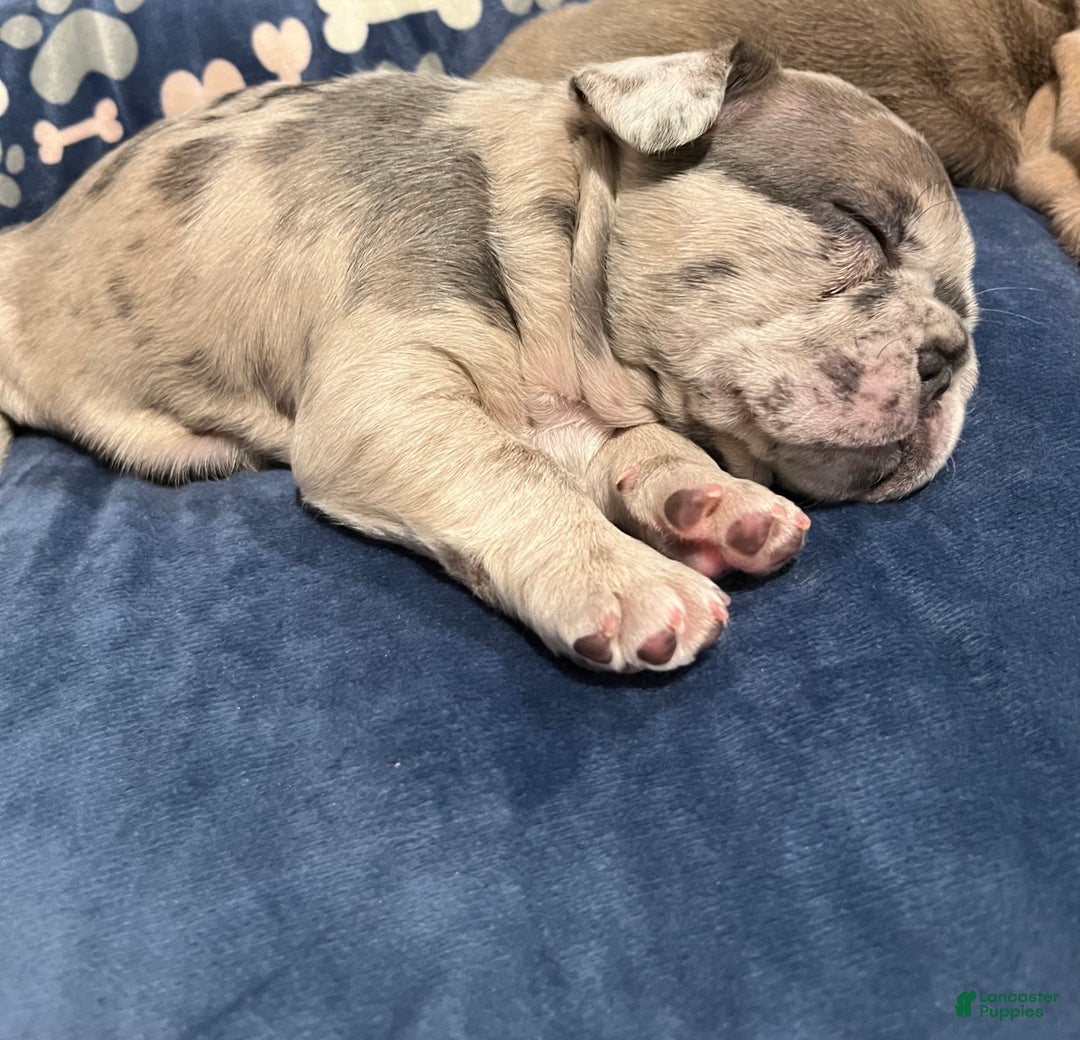 French Bulldog dogs for sale: French Bulldog Puppy 3 - Ad 2