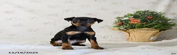 Miniature Pinscher dogs for sale: Domino - Ad 5