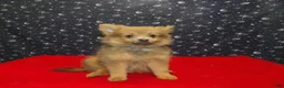 Pomeranian dogs for sale: Mallard - Ad 1