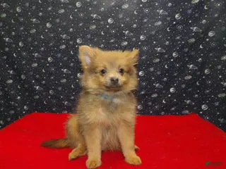 Pomeranian dogs Mallard - Ad 41