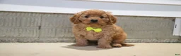 Cavapoo dogs for sale: Oliver - Ad 5