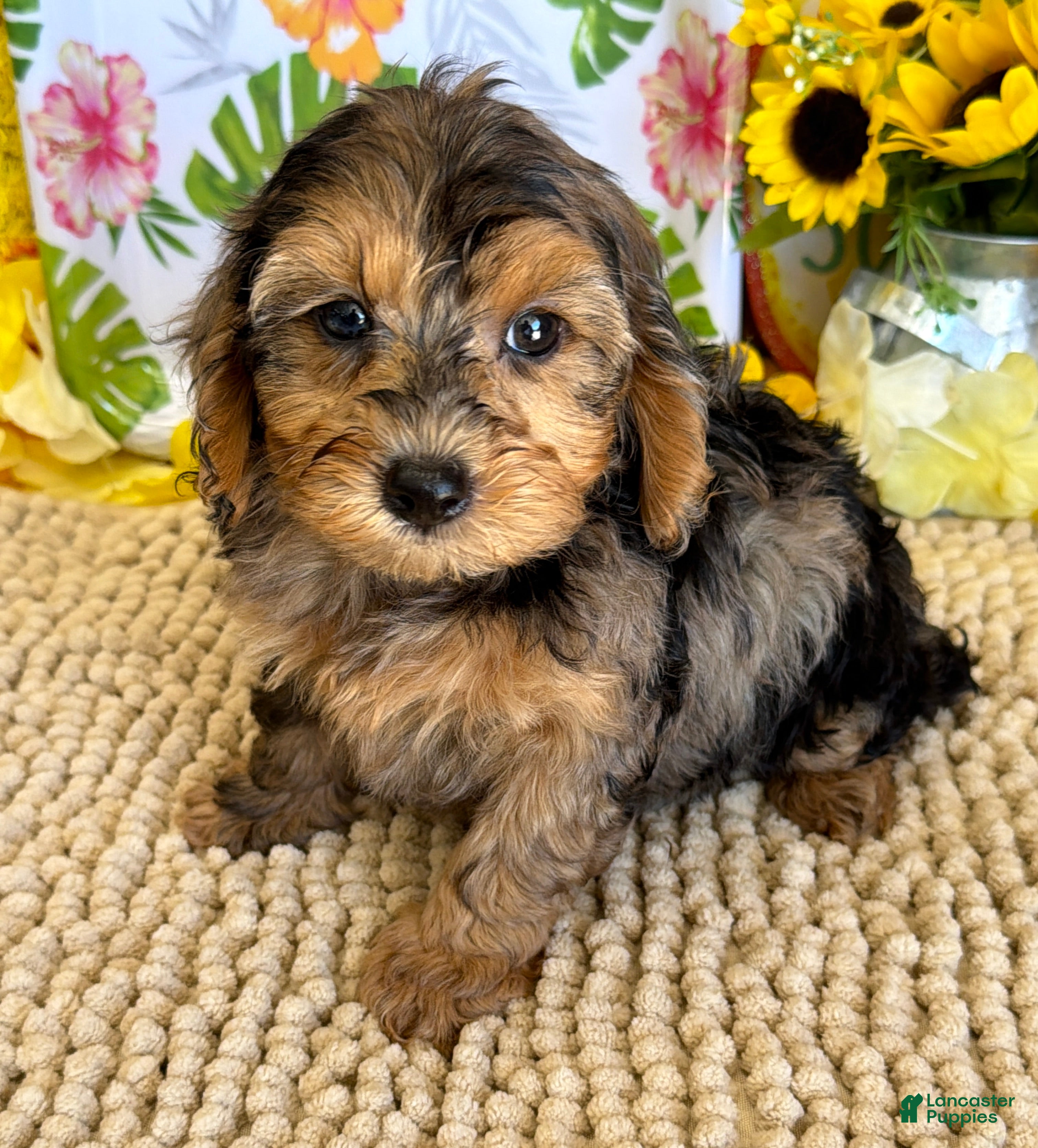 Cockapoo dogs Cosmo - Ad 18