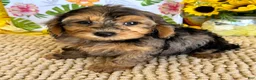 Cockapoo dogs for sale: Cosmo - Ad 1