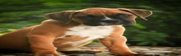 Boxer dogs for sale: Remi - Ad 7