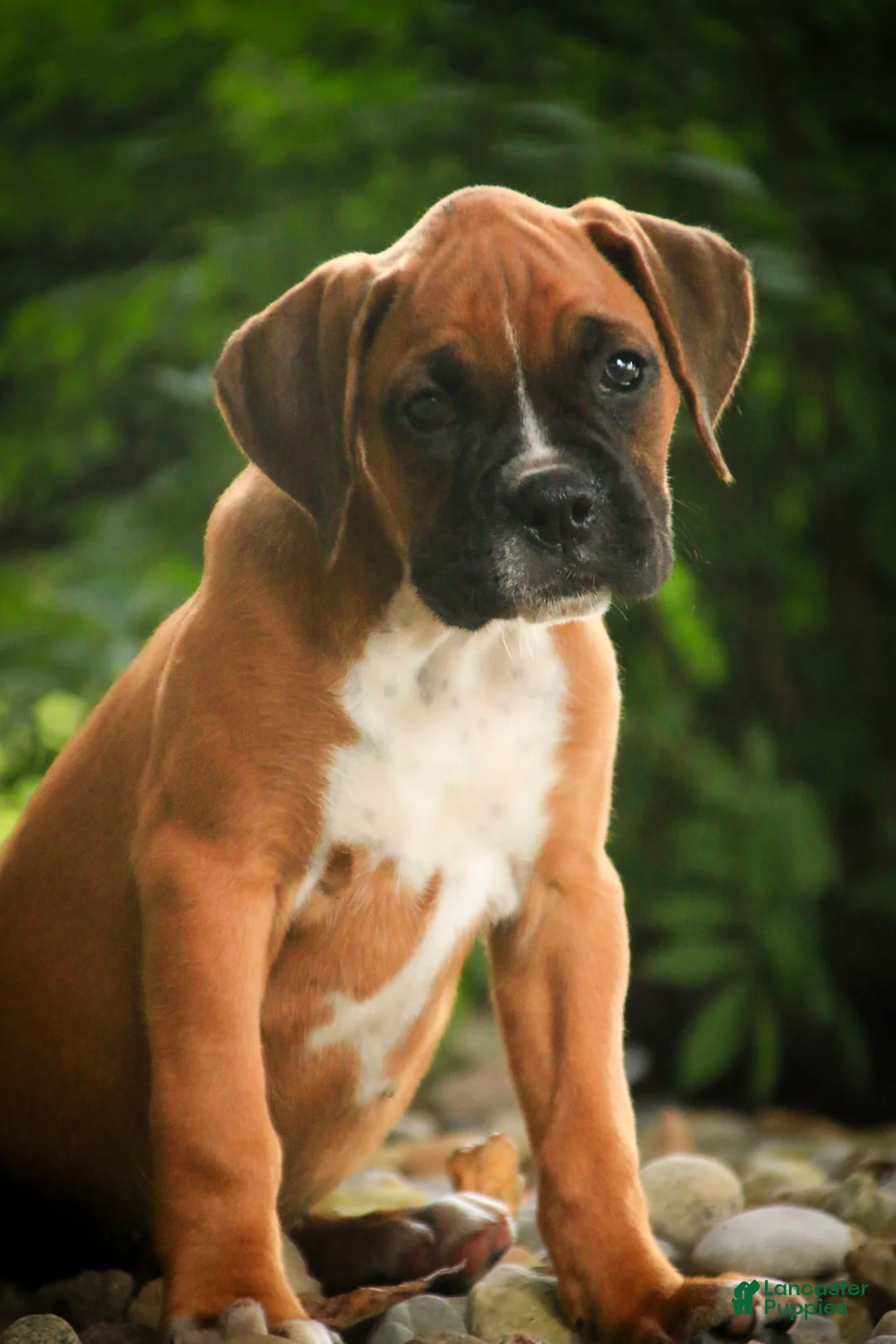 Boxer dogs for sale: Remi - Ad 7
