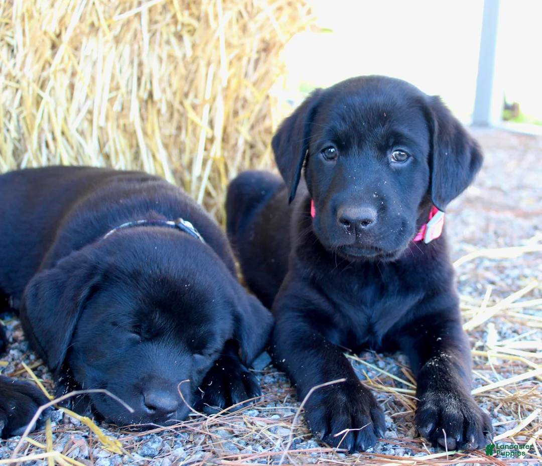 Labrador Retriever dogs for sale: Yellow Collar - Ad 1