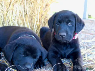 Labrador Retriever dogs for sale: Yellow Collar - Ad 2