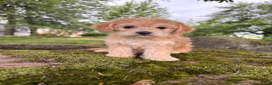 Daisy-F1B-CorgiPoo 