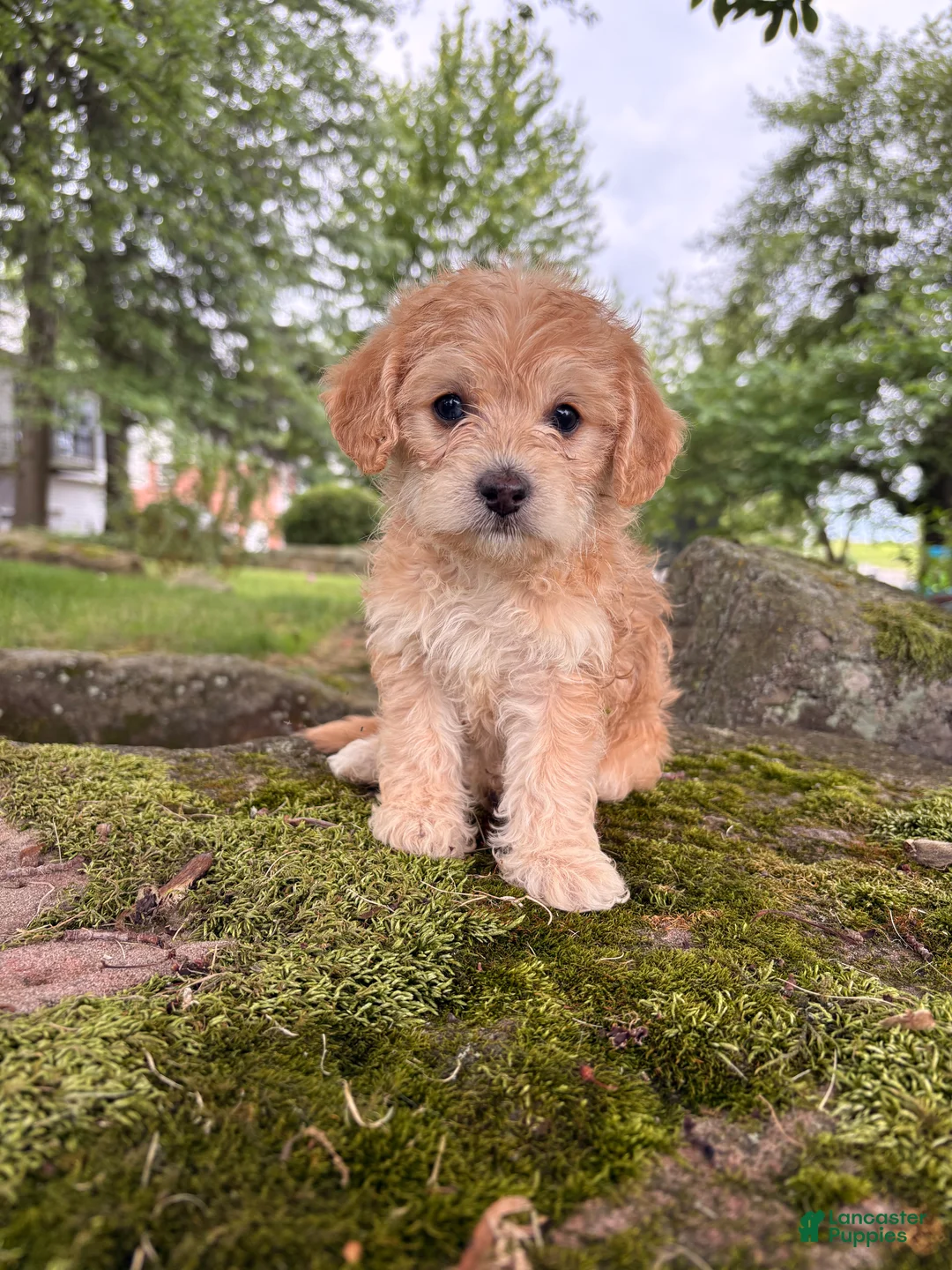 Corgipoo dogs for sale: Daisy-F1B-CorgiPoo  - Ad 1