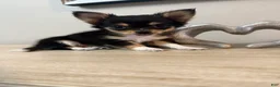 Chihuahua dogs for sale: AKC Luna - Ad 3