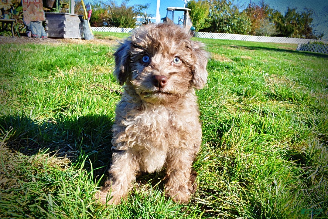 Havapoo dogs for sale: Indy - Ad 12