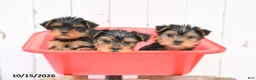 Yorkshire Terrier dogs for sale: Heidi - Ad 5