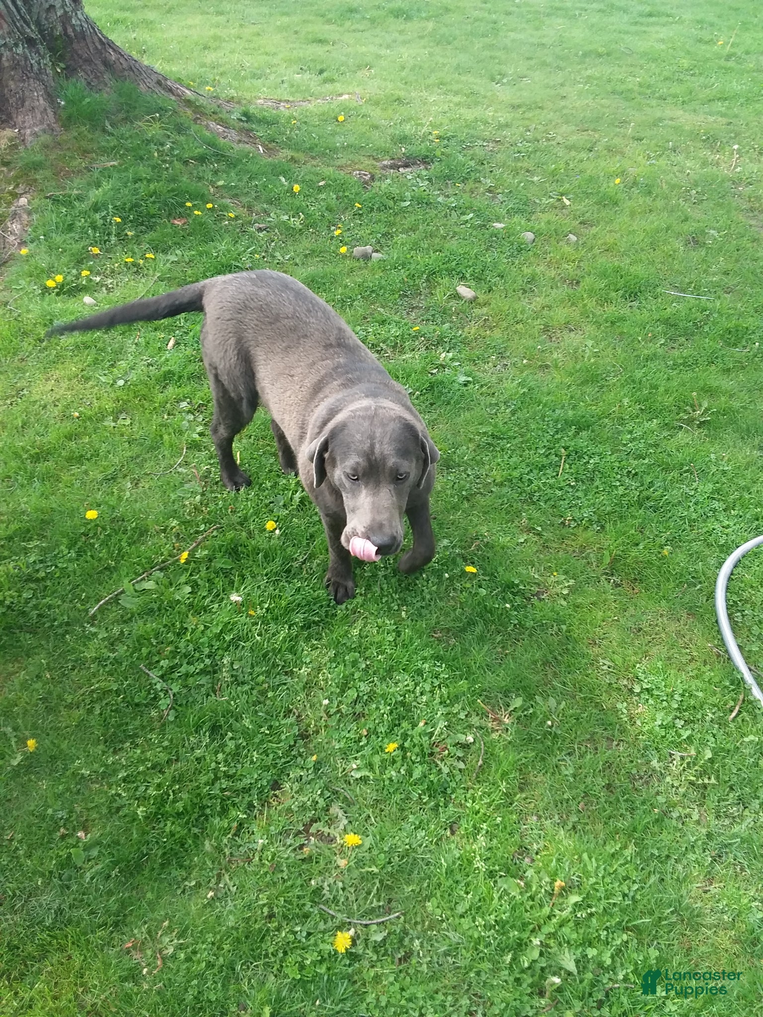 Labrador Retriever dogs for sale: Labrador Retriever Puppy 1 - Ad 1