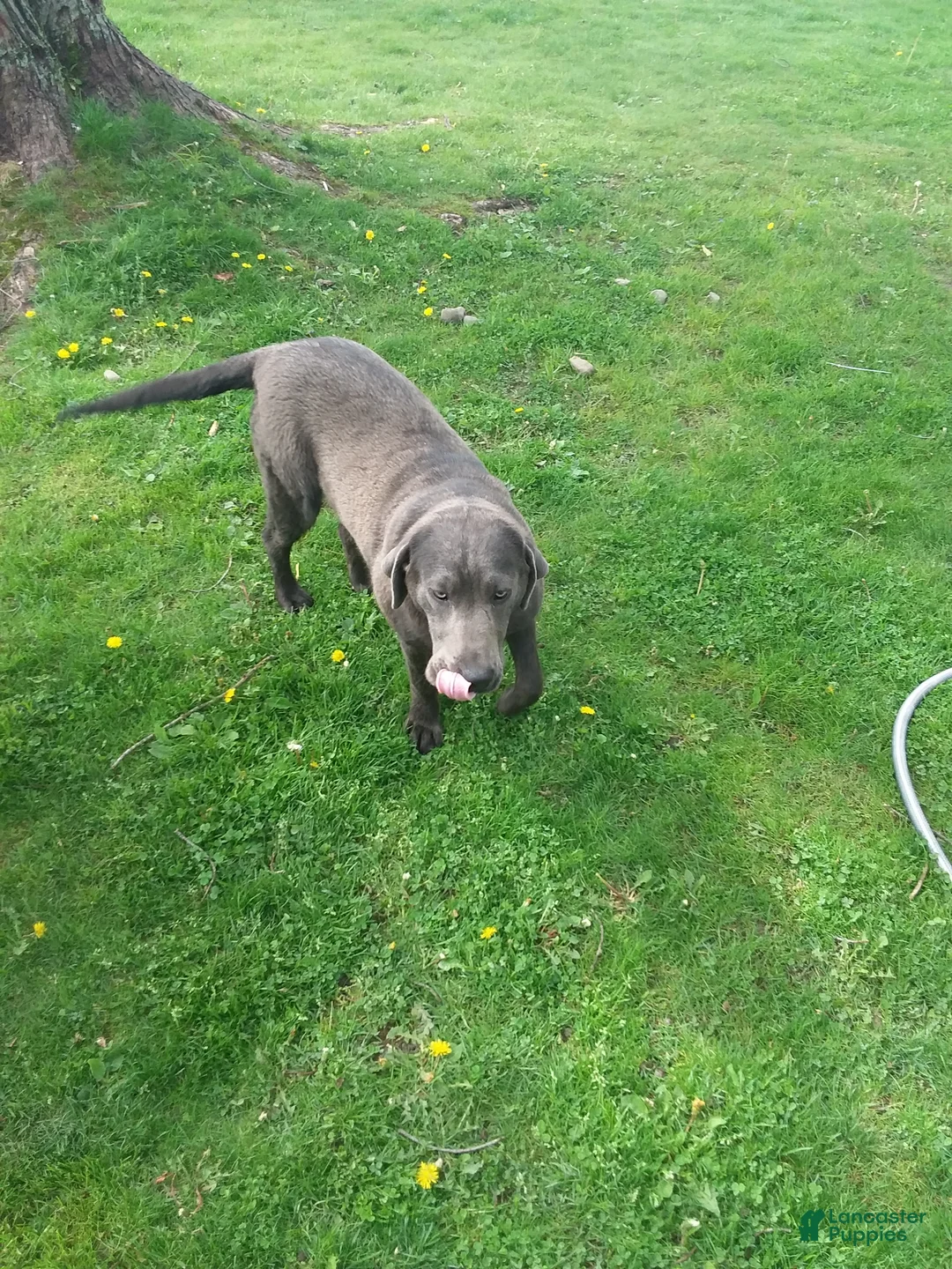 Labrador Retriever dogs for sale: Labrador Retriever Puppy 1 - Ad 1