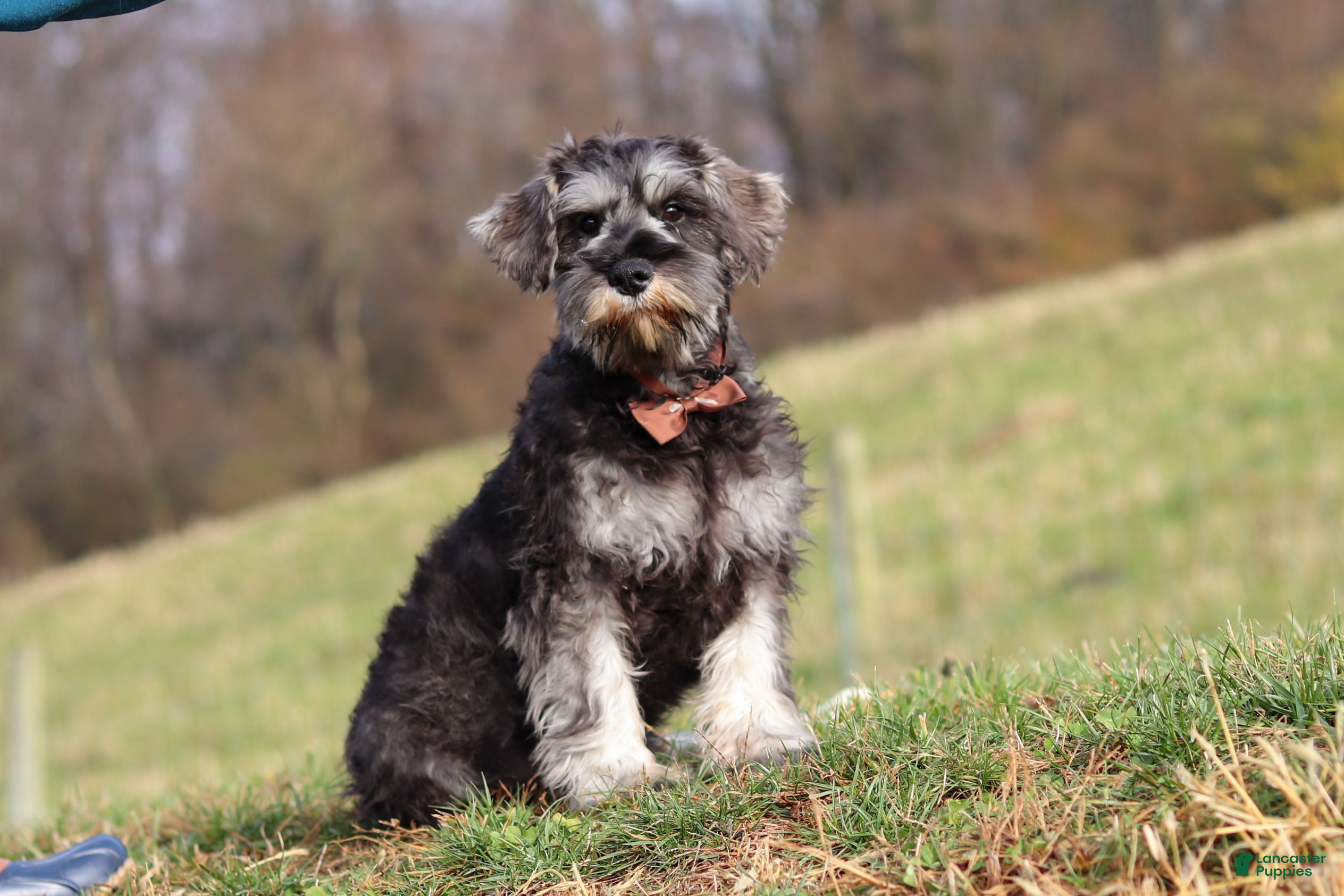 Miniature Schnauzer dogs Ethan - Ad 7