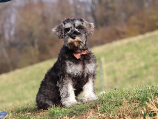 Miniature Schnauzer dogs Ethan - Ad 10