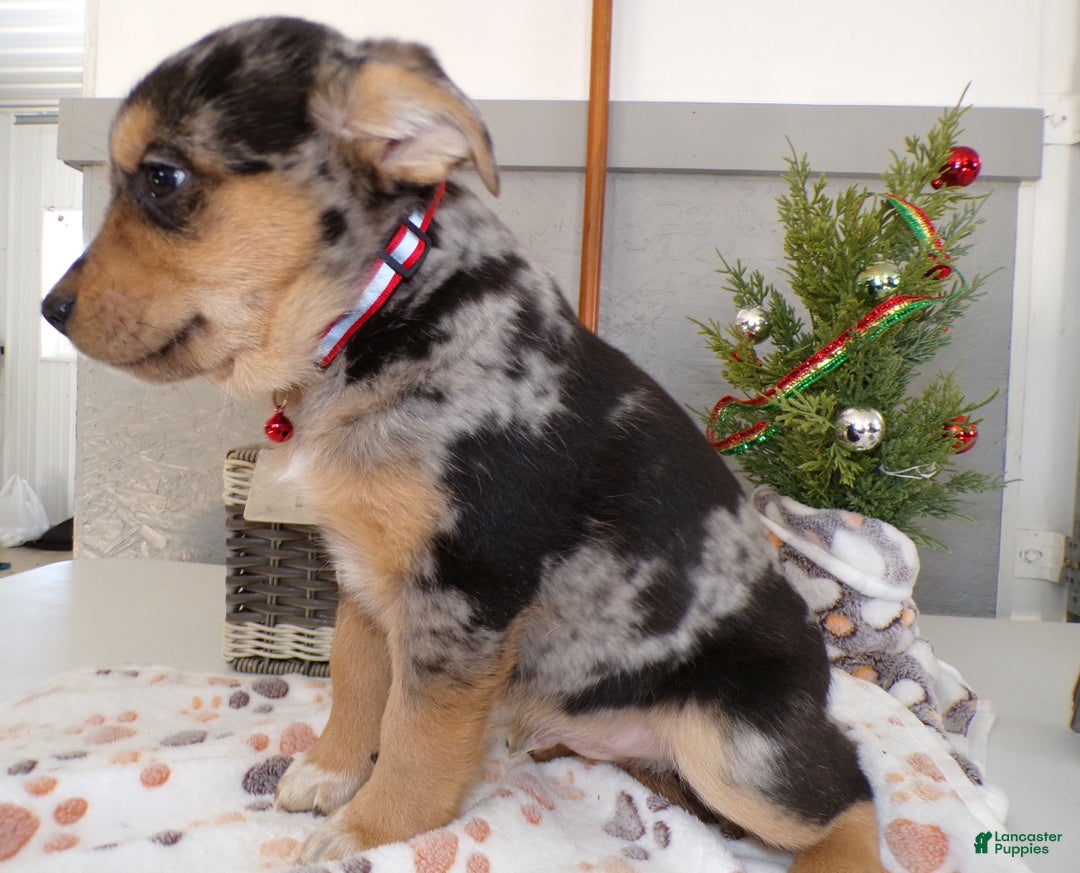 Mixed Breed dogs for sale: Mixed Breed Puppy 1 Marshmello - Ad 2