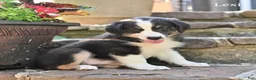 Australian Shepherd dogs for sale: Lexi - Ad 3