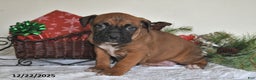 Boxer dogs for sale: Banjo - Ad 4