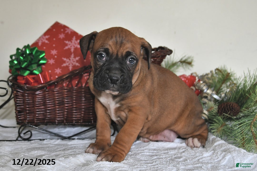Boxer dogs for sale: Banjo - Ad 4