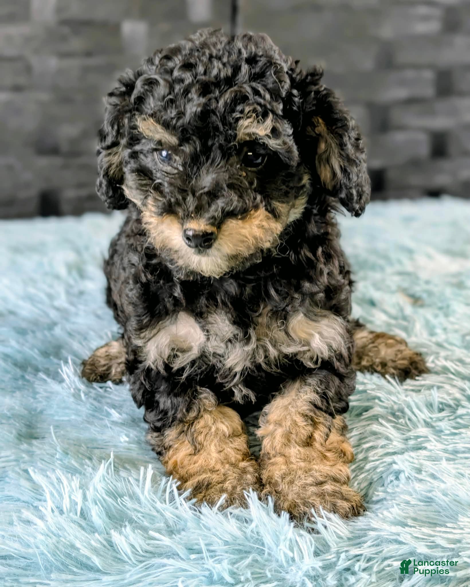 Bichpoo dogs Mose - Ad 2