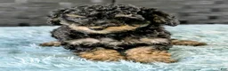 Bichpoo dogs for sale: Mose - Ad 2