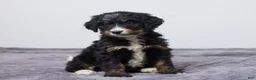 Bernedoodle dogs for sale: Kaycee - Ad 4