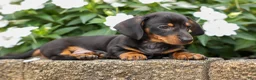 Miniature Dachshund dogs for sale: Houston🐾 - Ad 12