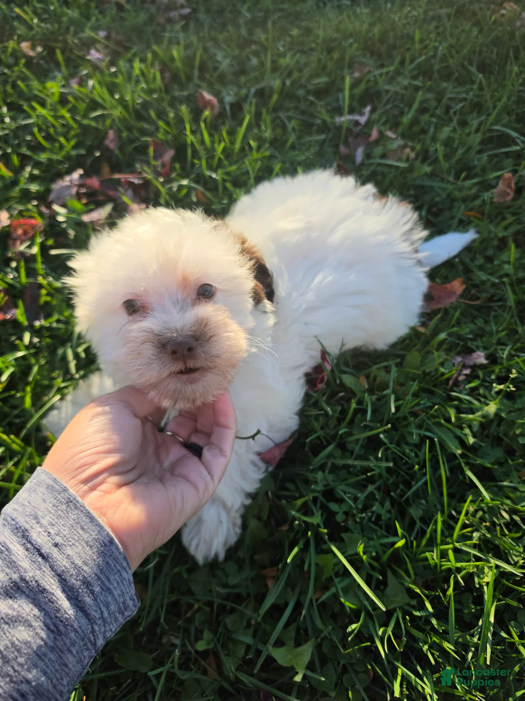 Havanese dogs for sale: Havanese 26105-03 (female) - Ad 2