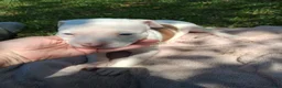 American Bully dogs for sale: American Bully 6 - Ad 4