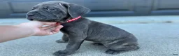 Cane Corso dogs for sale: Lilly - Ad 3