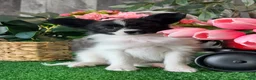 Papillon dogs for sale: Racer - Ad 4