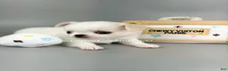 Chihuahua dogs for sale: Salt - Ad 2
