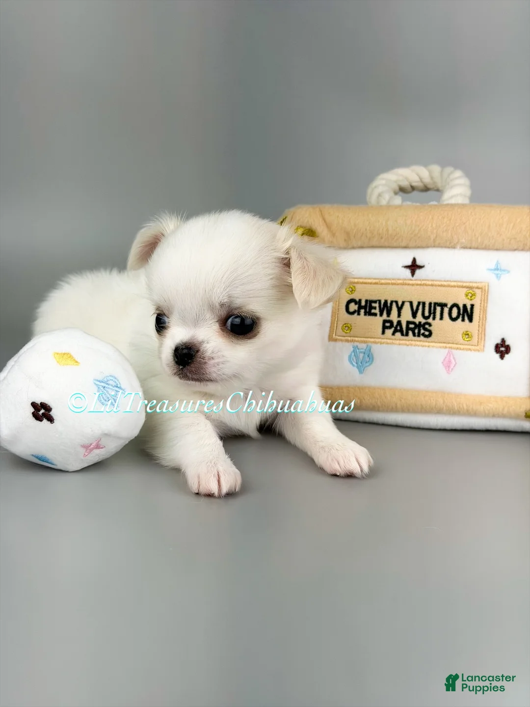Chihuahua dogs for sale: Salt - Ad 2