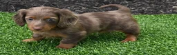 Miniature Dachshund dogs for sale: AKC Rowdy - Ad 9