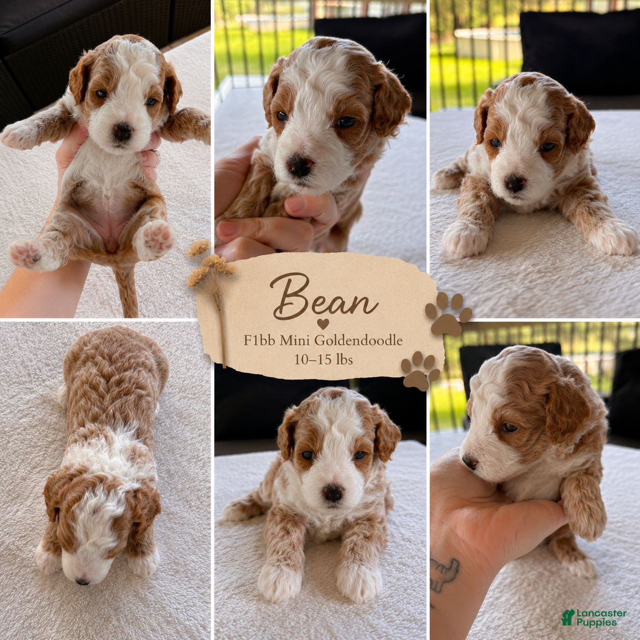 Mini Goldendoodle dogs BEAN🐾 🐶 - Ad 21