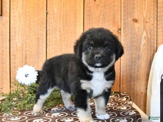 Mixed Breed dogs Spur - Ad 29