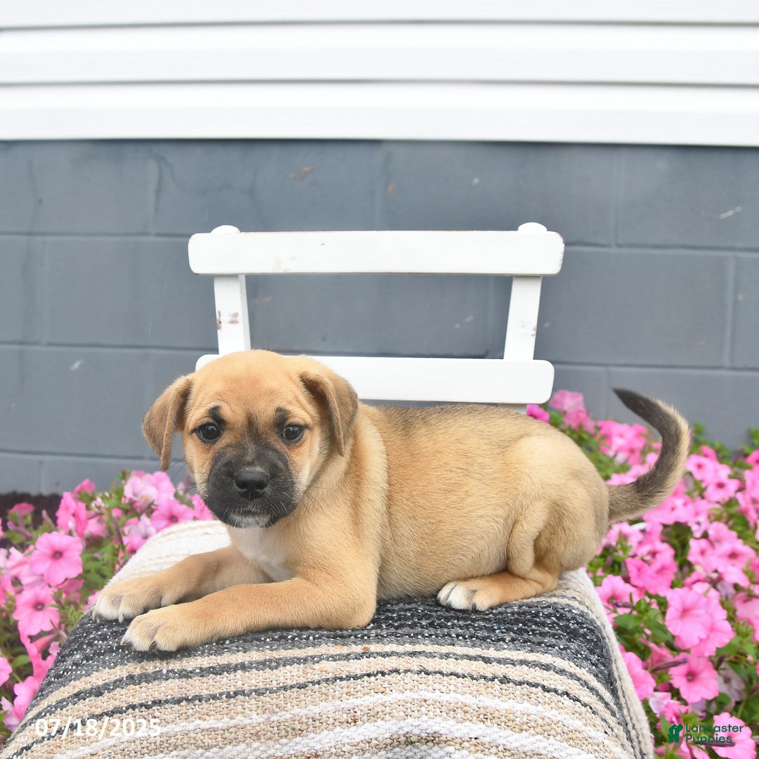 Mixed Breed dogs for sale: Shadow - Ad 6