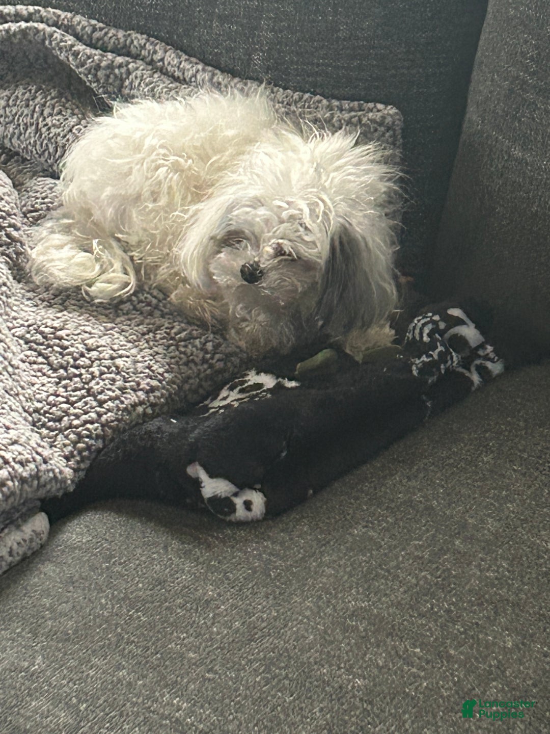 Pekapoo dogs for stud: Buttons - Ad 1