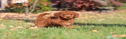 Cavapoo dogs for sale: Pearl - Ad 14