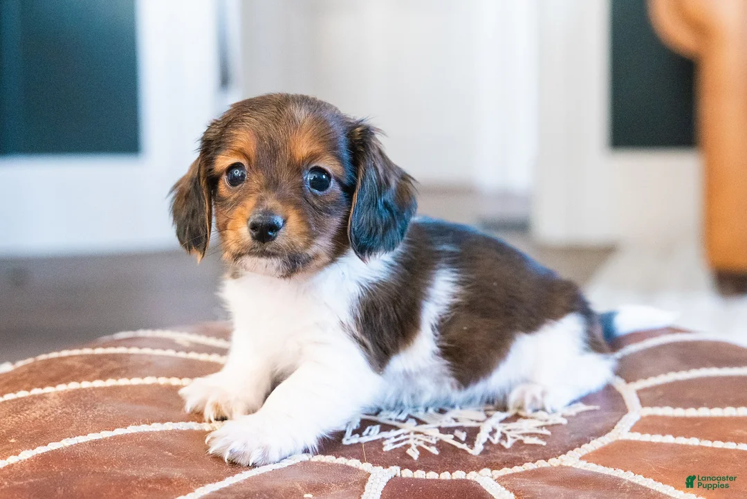 Miniature Dachshund dogs for sale: Bratwurst McSniffington - Ad 3